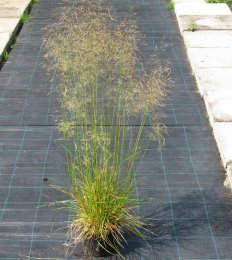 Deschampsia caespitosa 'Pálava'